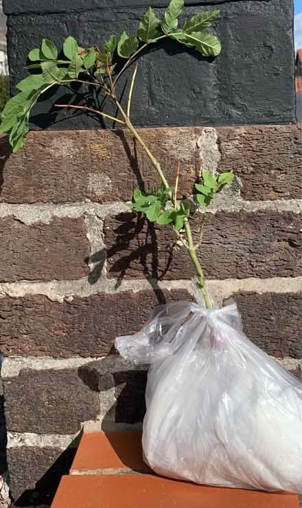 Photo of free Ash Tree sapling (Layton FY3) #1