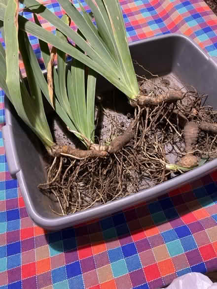 Photo of free Purple flag irises (Portsmouth - PO4 Milton) #1