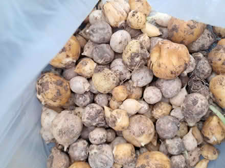 Photo of free White Bell Bulbs (Kimberley NG16) #1