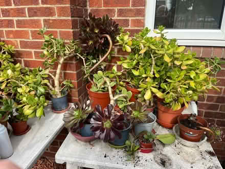 Photo of free House plants. (Langley SL3) #2