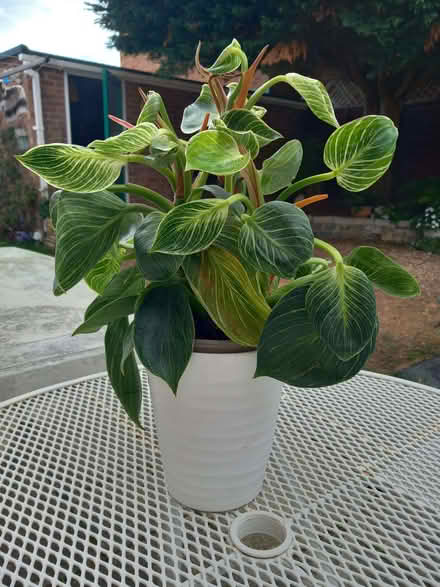 Photo of free Green house plant (Woodley RG5) #1