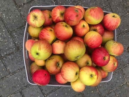 Photo of free Cooking Apples (Lydiard Millicent SN5) #1