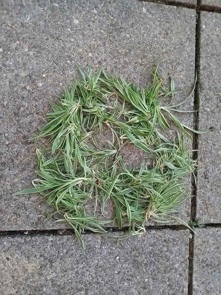 Photo of free Lots & lots of baby spider plants (Fishponds BS16) #1