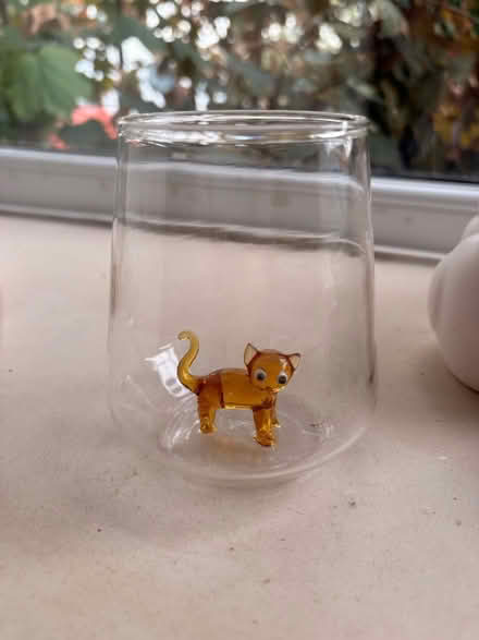 Photo of free Orange cat glass (Turnford EN10) #1