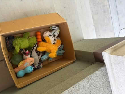 Photo of free Random dog toys (Spartan keyes) #1