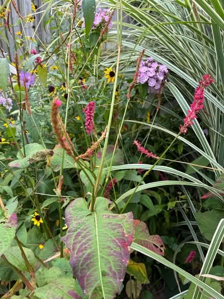 Photo of free Persicaria, perennial (Burnhamthorpe and Tomken) #1
