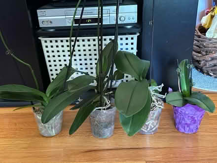 Photo of free orchids (southwest Schaumburg IL) #1