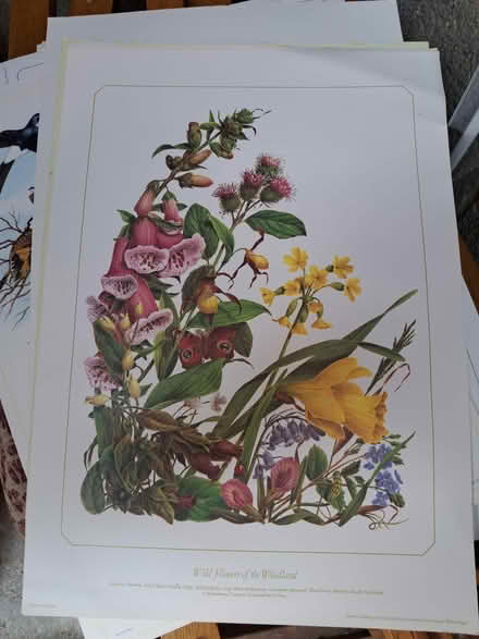 Photo of free Various posters/prints (Turnford EN8) #2