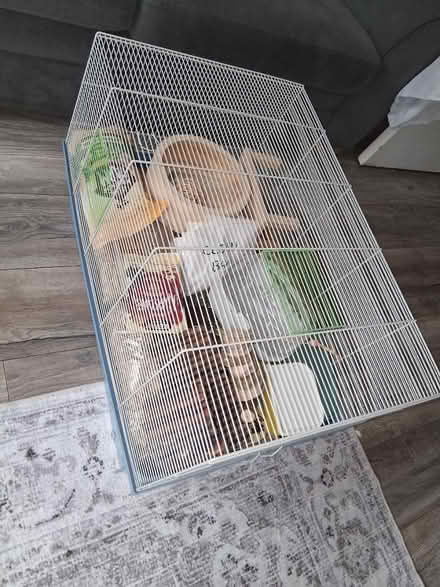 Photo of free Full Hamster set up (Stourbridge DY8) #1