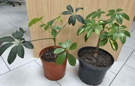 Photo of free Two Dwarf Verigated Umbrella Tree Plants (Chelmer Village CM2) #4