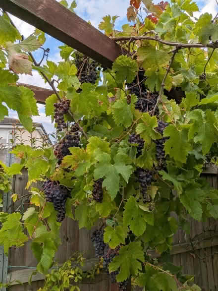 Photo of free Grapes (Cottesmore LE15) #1
