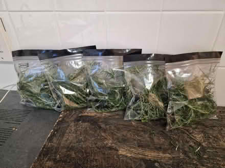 Photo of free Fresh rosemary (SW16, norbury) #2