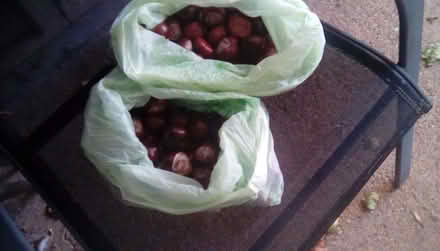 Photo of free Conkers (Chaddesden DE21) #1