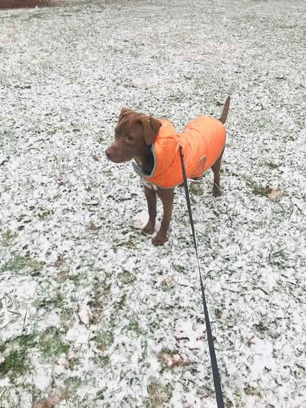 Photo of free Winter Coat for Dog - Size Medium (Abingdon) #1