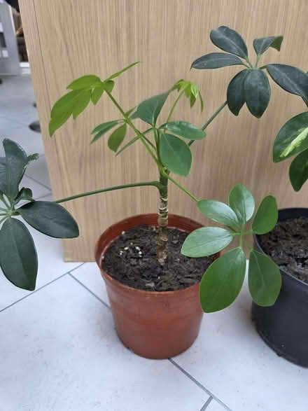 Photo of free Two Dwarf Verigated Umbrella Tree Plants (Chelmer Village CM2) #3