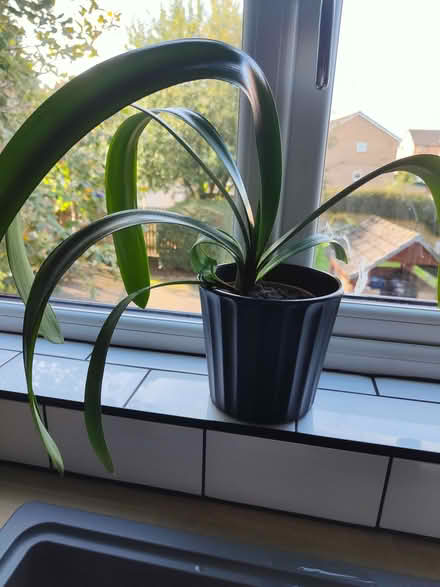 Photo of free Clivia indoor plants (Temple G13) #1