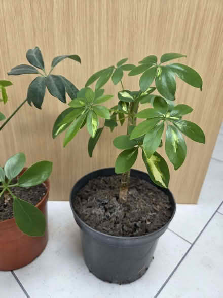 Photo of free Two Dwarf Verigated Umbrella Tree Plants (Chelmer Village CM2) #1