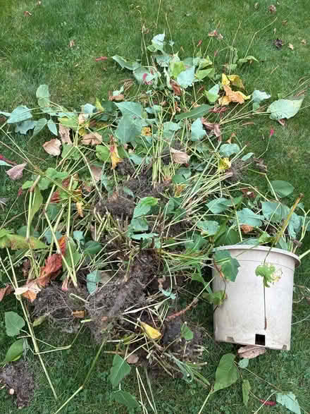 Photo of free Persicaria, perennial (Burnhamthorpe and Tomken) #2