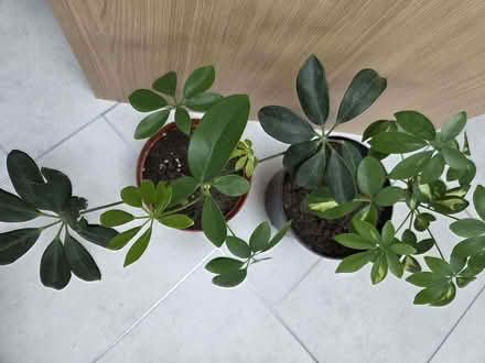 Photo of free Two Dwarf Verigated Umbrella Tree Plants (Chelmer Village CM2) #2
