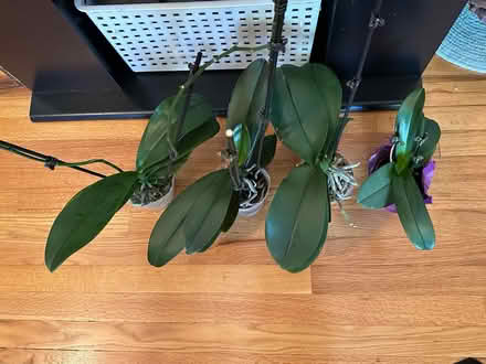 Photo of free orchids (southwest Schaumburg IL) #2