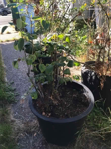 Photo of free Roses (Berkeley SW) #2