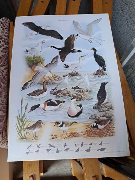 Photo of free Various posters/prints (Turnford EN8) #3