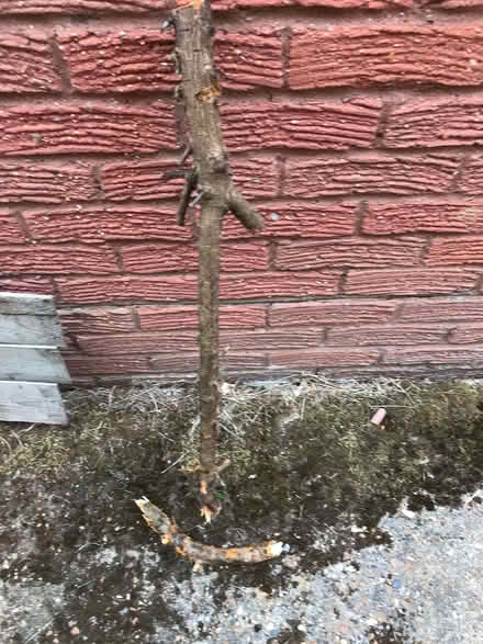 Photo of free Box wood stick (High Brooms TN4) #1