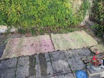 Photo of free 2 rolls of sedum (Bathampton BA2) #1