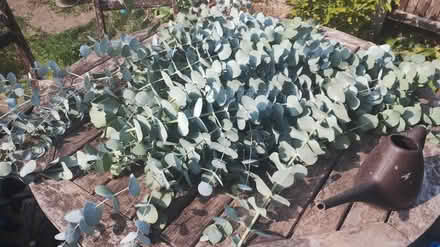 Photo of free Fresh ornamental eucalyptus (Croydon CR7) #1