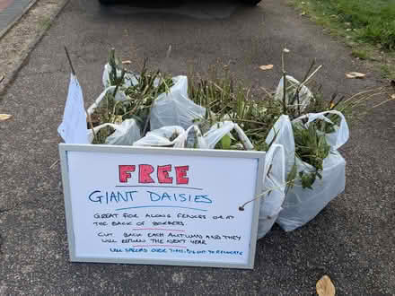 Photo of free Giant daisy plants (Flitwick MK45) #1