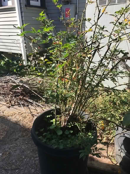 Photo of free Roses (Berkeley SW) #1
