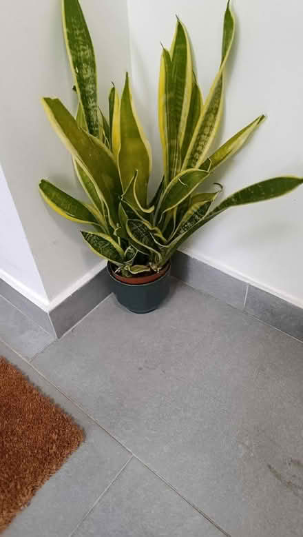 Photo of free plant (Nw41 by Nw41by) #2
