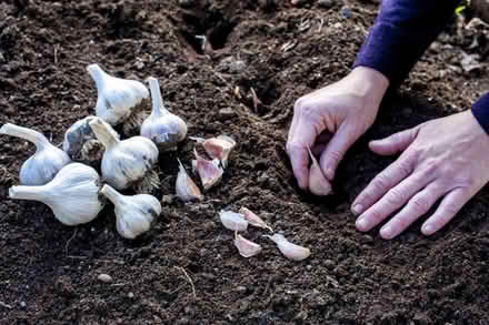 Photo of Winter garlic (St Claire Gardens) #2