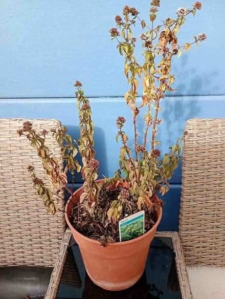 Photo of free Basil mint plant (Cowley Oxford OX4 2TL) #2