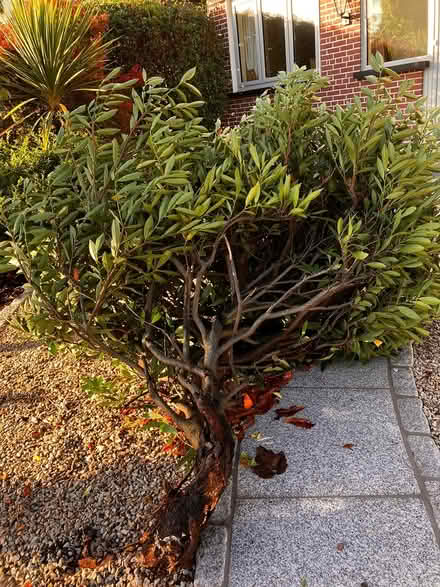 Photo of free Cherry laurel (Blackrock) #1
