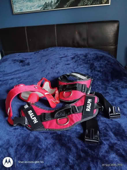 Photo of free 3 Dog Harnesses (Drylaw EH4) #1