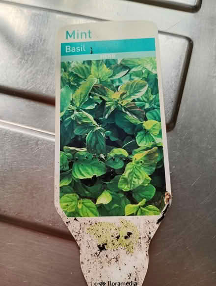 Photo of free Basil mint plant (Cowley Oxford OX4 2TL) #1