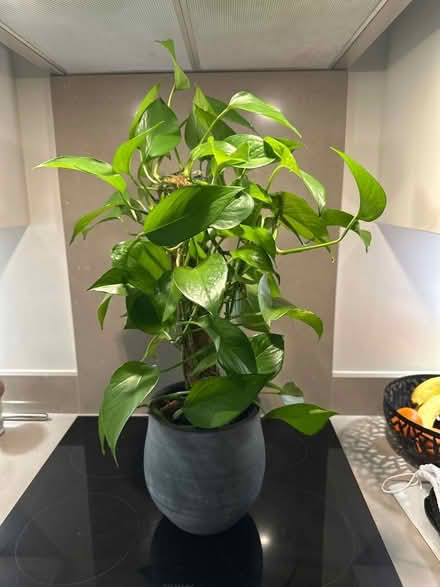 Photo of free Large plant and pot (Woodford SK7) #1