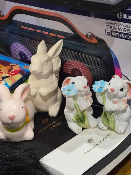 Photo of free Cute Bunnies🌸 (Bowie) #1