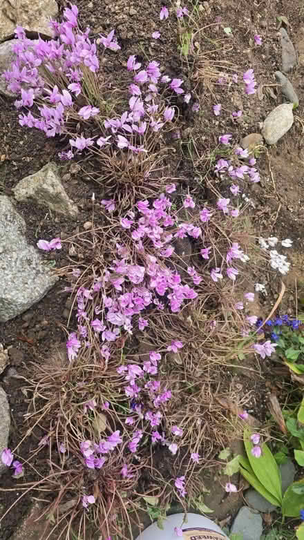 Photo of free Pink cyclamen (Maldon CM9) #1