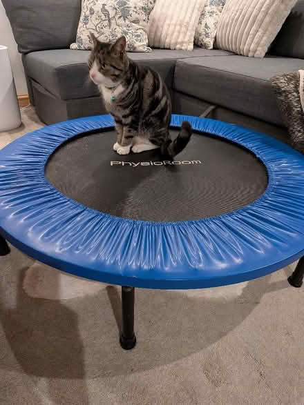 Photo of free Mini trampoline (Endmoor LA8) #1