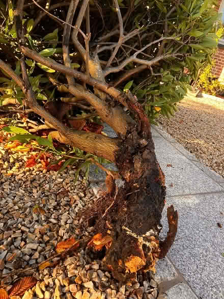 Photo of free Cherry laurel (Blackrock) #2