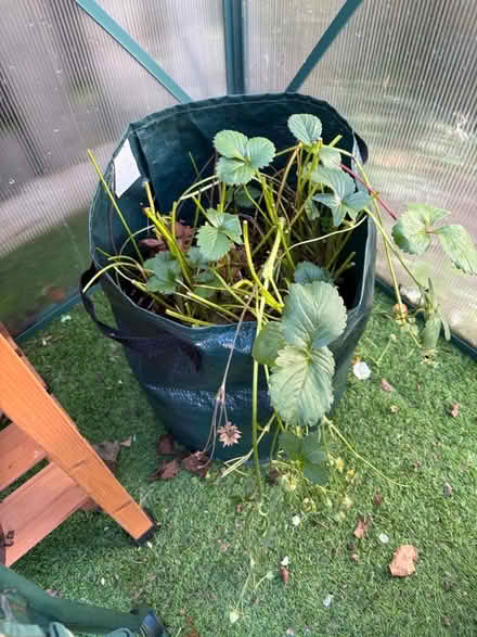 Photo of free Strawberry plants (Sowerby HX6) #1