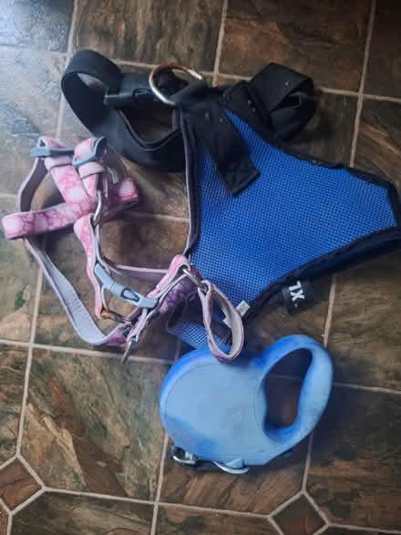 Photo of free Dog leash and harness (Holly Springs, on Fuquay side) #1