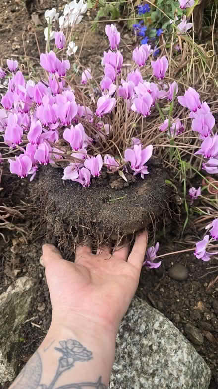 Photo of free Pink cyclamen (Maldon CM9) #2