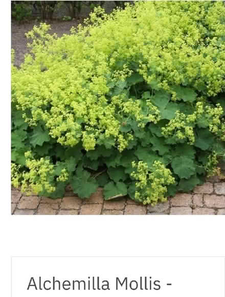 Photo of free Ladies mantle plants (Harrogate HG2) #1