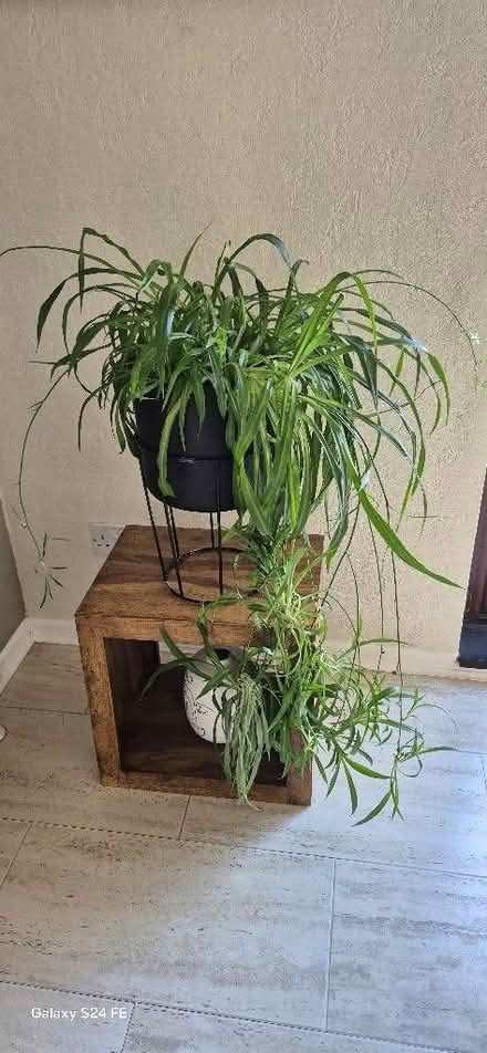 Photo of free Large spider plant (Middle Division (Main Portion) BT38) #1