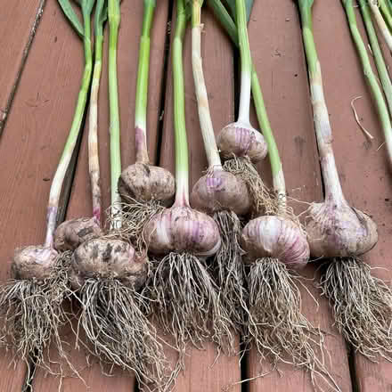Photo of Winter garlic (St Claire Gardens) #1