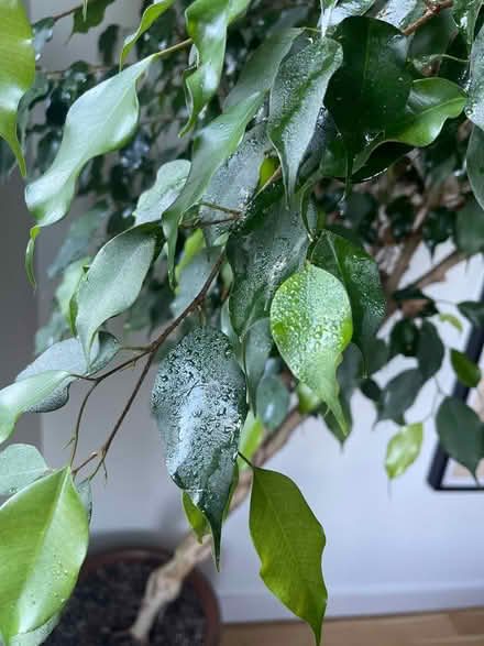 Photo of free Ficus tree with scale (needs rehab) (Park Slope) #2