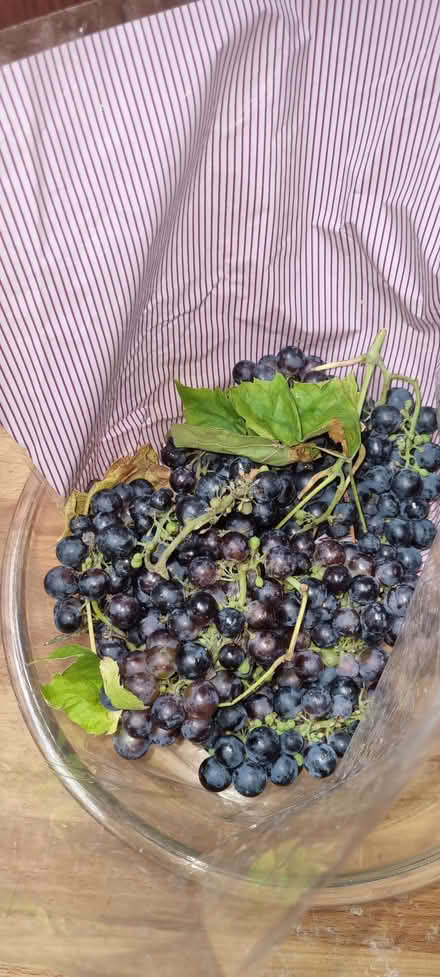 Photo of free Grapes (Furzedown SW17) #1